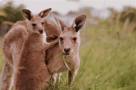 Adidas Persists in Sourcing Kangaroos for Shoes, .